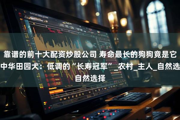 靠谱的前十大配资炒股公司 寿命最长的狗狗竟是它？中华田园犬：低调的“长寿冠军”_农村_主人_自然选择