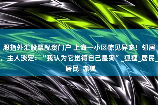 股指外汇股票配资门户 上海一小区惊见异宠！邻居担忧，主人淡定：“我认为它觉得自己是狗”_狐狸_居民_赤狐