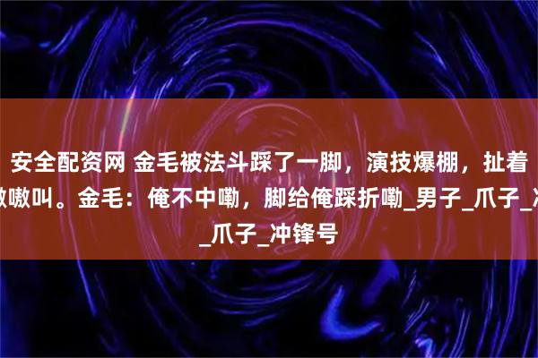 安全配资网 金毛被法斗踩了一脚，演技爆棚，扯着嗓子嗷嗷叫。金毛：俺不中嘞，脚给俺踩折嘞_男子_爪子_冲锋号